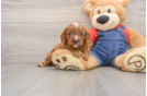 Friendly Cavapoo Baby