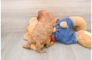 Cavapoo Puppy for Adoption