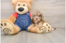 Small Cavapoo Baby