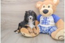 Cavapoo Puppy for Adoption