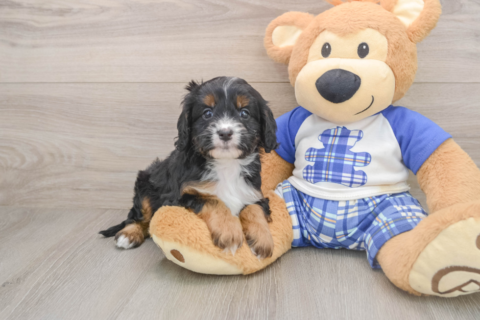 Cavapoo Puppy for Adoption