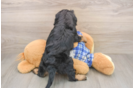 Adorable Cavalier King Charles Spaniel and Poodle Mix Poodle Mix Puppy