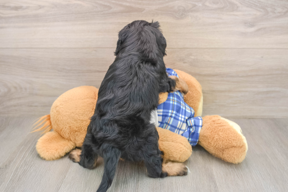Adorable Cavalier King Charles Spaniel and Poodle Mix Poodle Mix Puppy