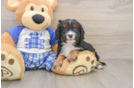 Energetic Cavoodle Poodle Mix Puppy