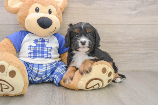 Energetic Cavoodle Poodle Mix Puppy