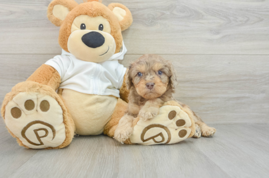 Fluffy Cavapoo Poodle Mix Pup