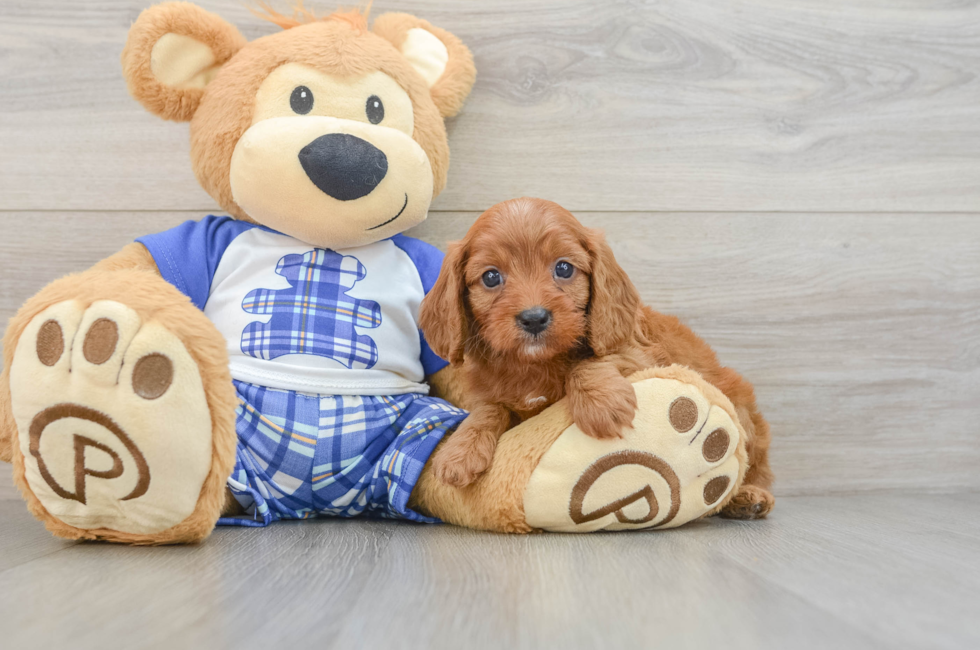 5 week old Cavapoo Puppy For Sale - Florida Fur Babies