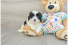 Smart Cavapoo Poodle Mix Pup