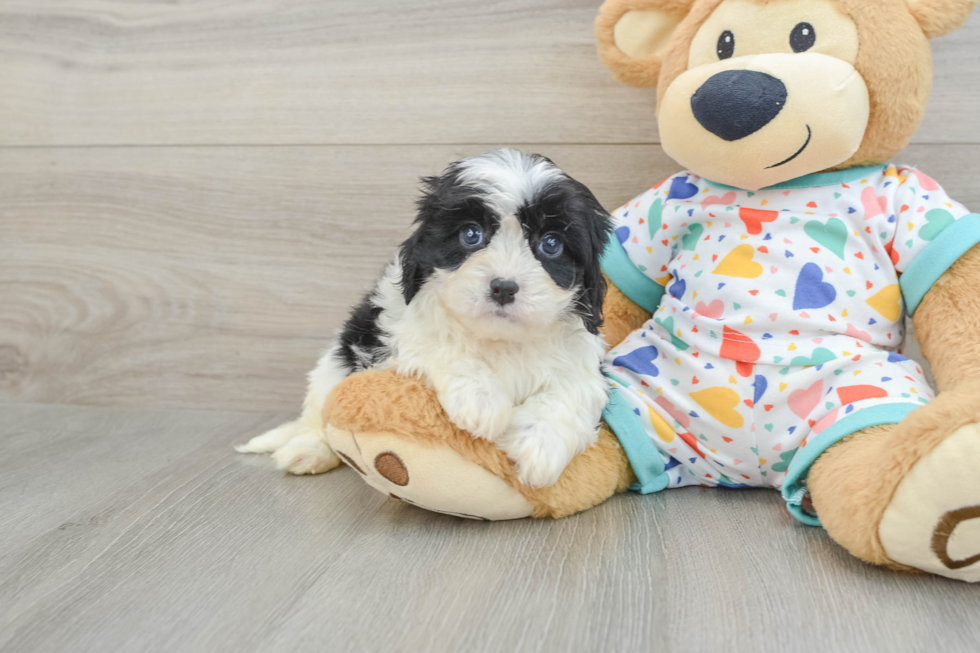 Smart Cavapoo Poodle Mix Pup