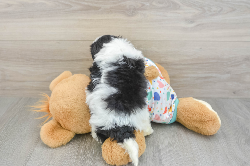 Cavapoo Pup Being Cute