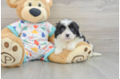 Cavapoo Puppy for Adoption