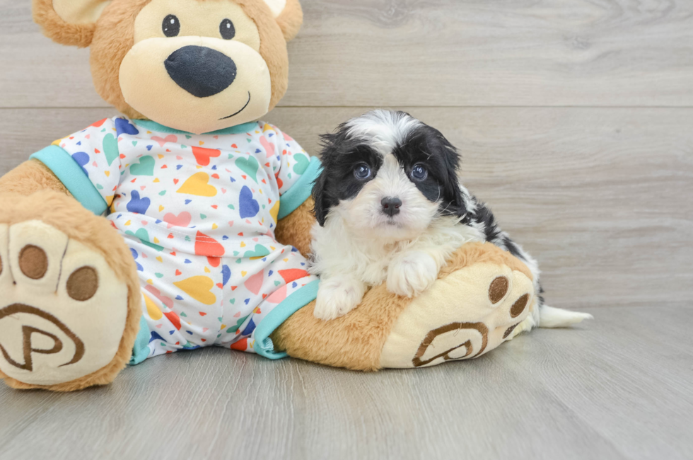 6 week old Cavapoo Puppy For Sale - Florida Fur Babies