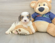 8 week old Cavapoo Puppy For Sale - Florida Fur Babies