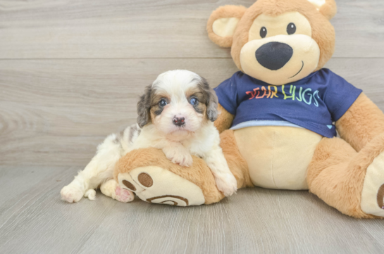 Little Cavipoo Poodle Mix Puppy