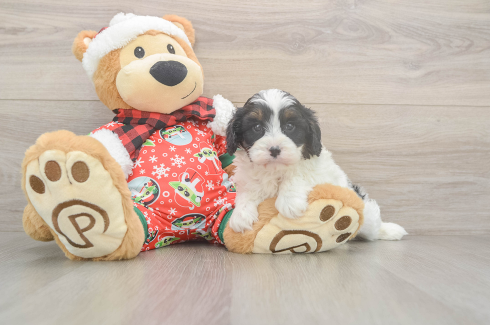5 week old Cavapoo Puppy For Sale - Florida Fur Babies