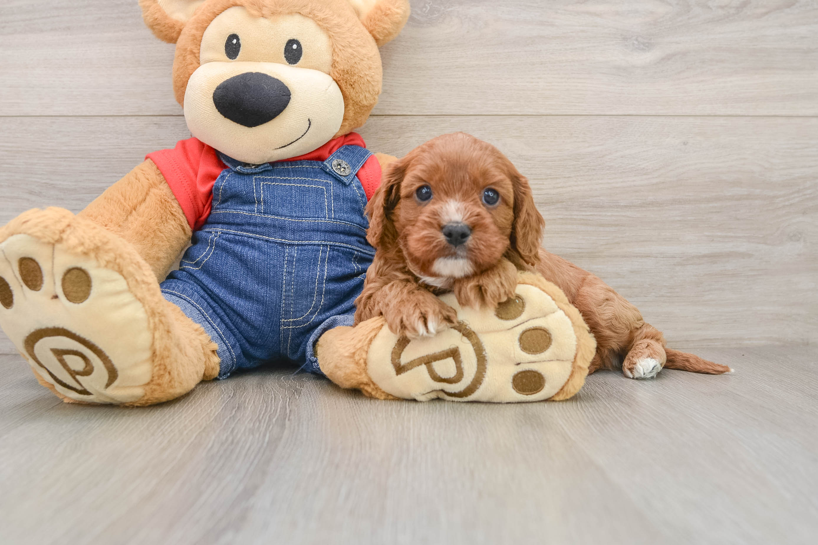 Energetic Cavoodle Poodle Mix Puppy