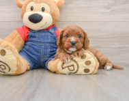 8 week old Cavapoo Puppy For Sale - Florida Fur Babies