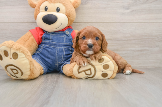 Energetic Cavoodle Poodle Mix Puppy