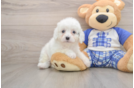 Cute Cavapoo Baby