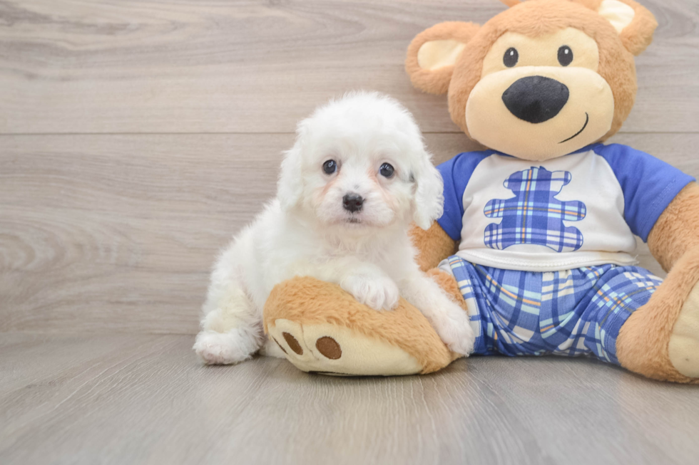 Cute Cavapoo Baby
