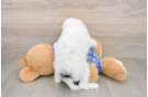 Best Cavapoo Baby