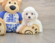 8 week old Cavapoo Puppy For Sale - Florida Fur Babies