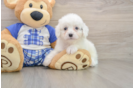 Playful Cavapoodle Poodle Mix Puppy