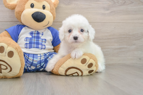 Playful Cavapoodle Poodle Mix Puppy