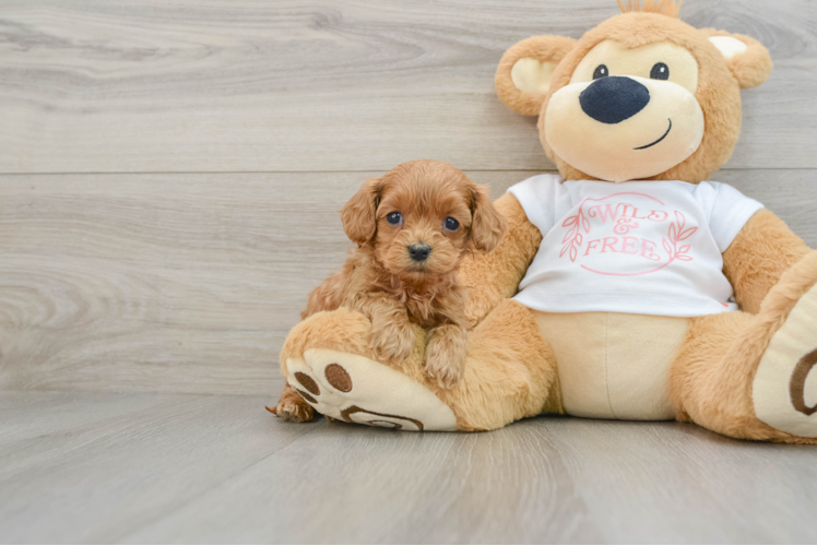 Cavapoo Puppy for Adoption