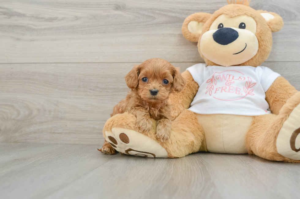 5 week old Cavapoo Puppy For Sale - Florida Fur Babies