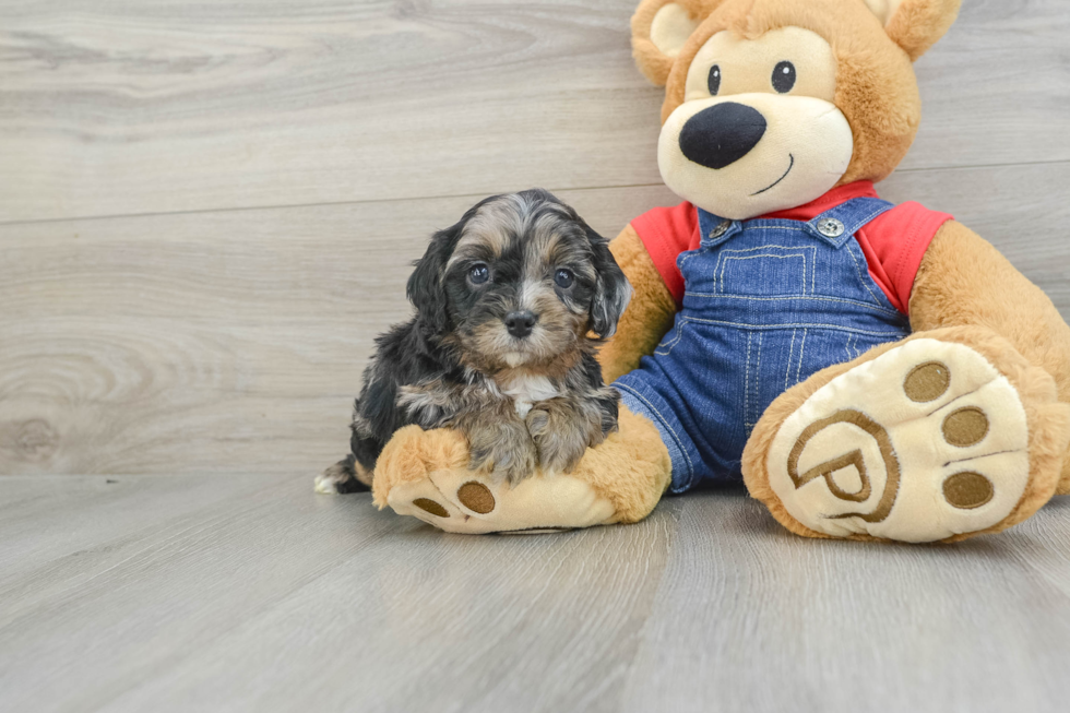 Cavapoo Pup Being Cute