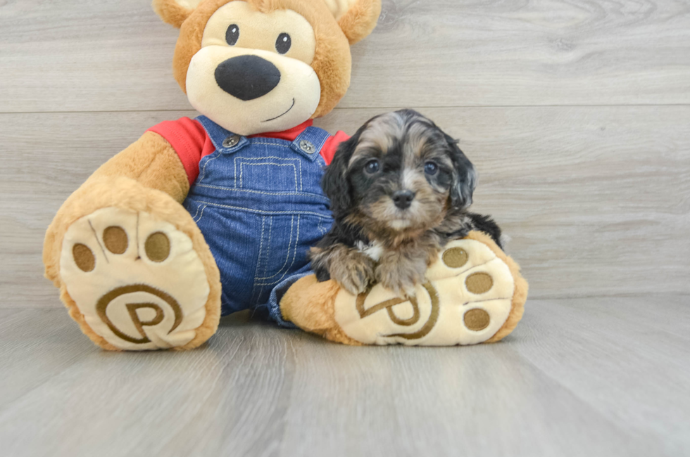 7 week old Cavapoo Puppy For Sale - Florida Fur Babies