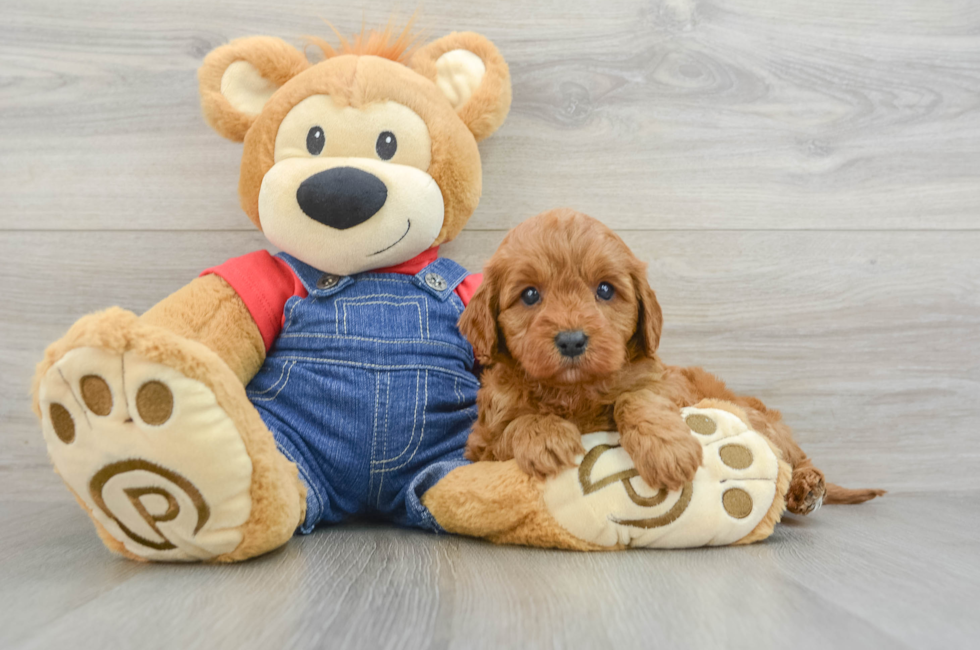 6 week old Cavapoo Puppy For Sale - Florida Fur Babies