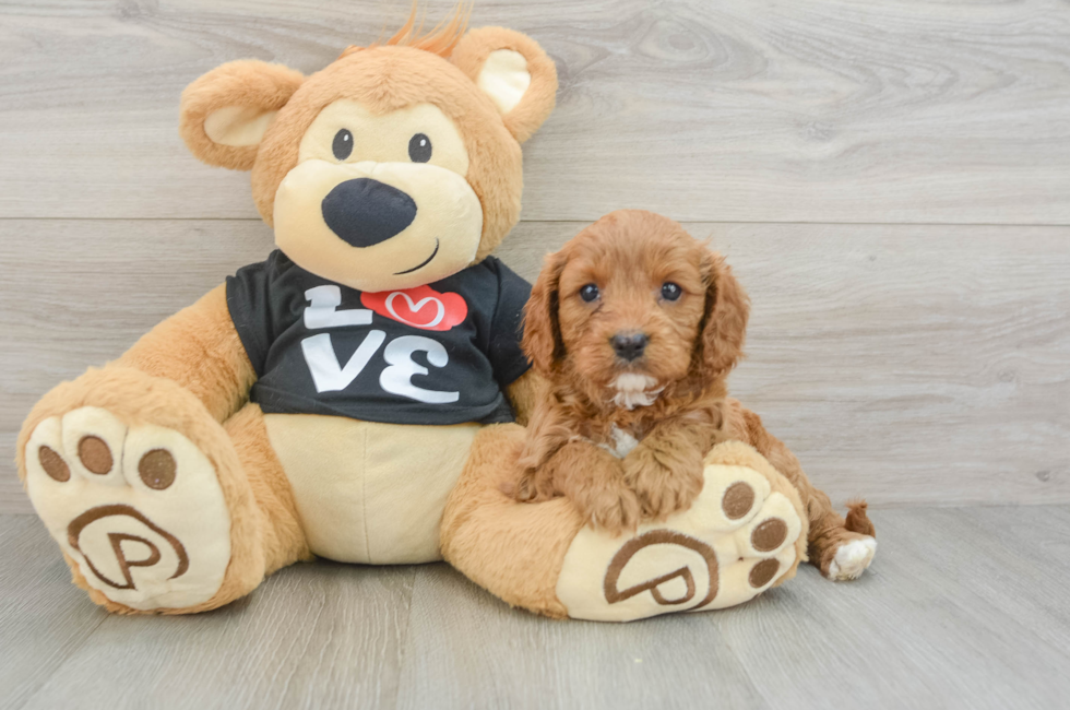 7 week old Cavapoo Puppy For Sale - Florida Fur Babies