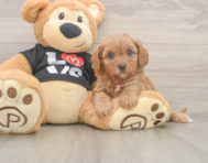9 week old Cavapoo Puppy For Sale - Florida Fur Babies