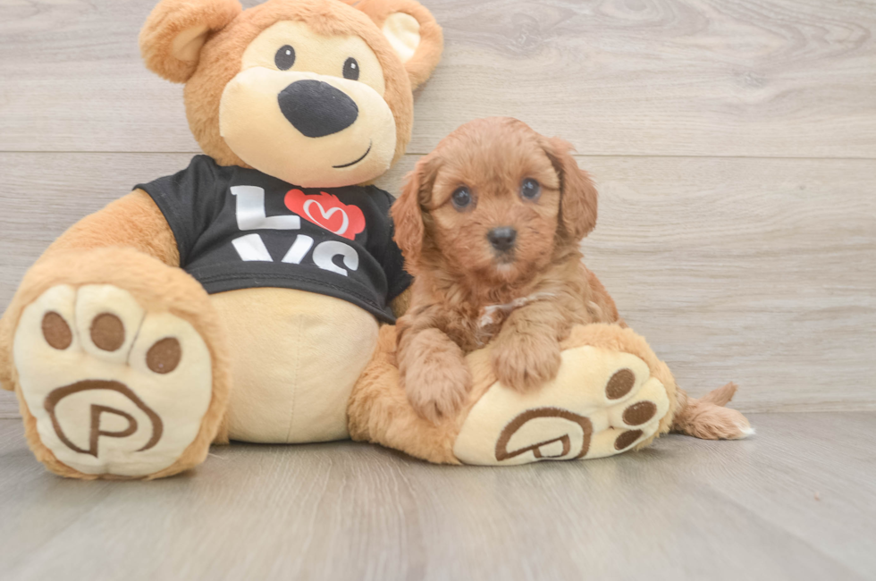 6 week old Cavapoo Puppy For Sale - Florida Fur Babies