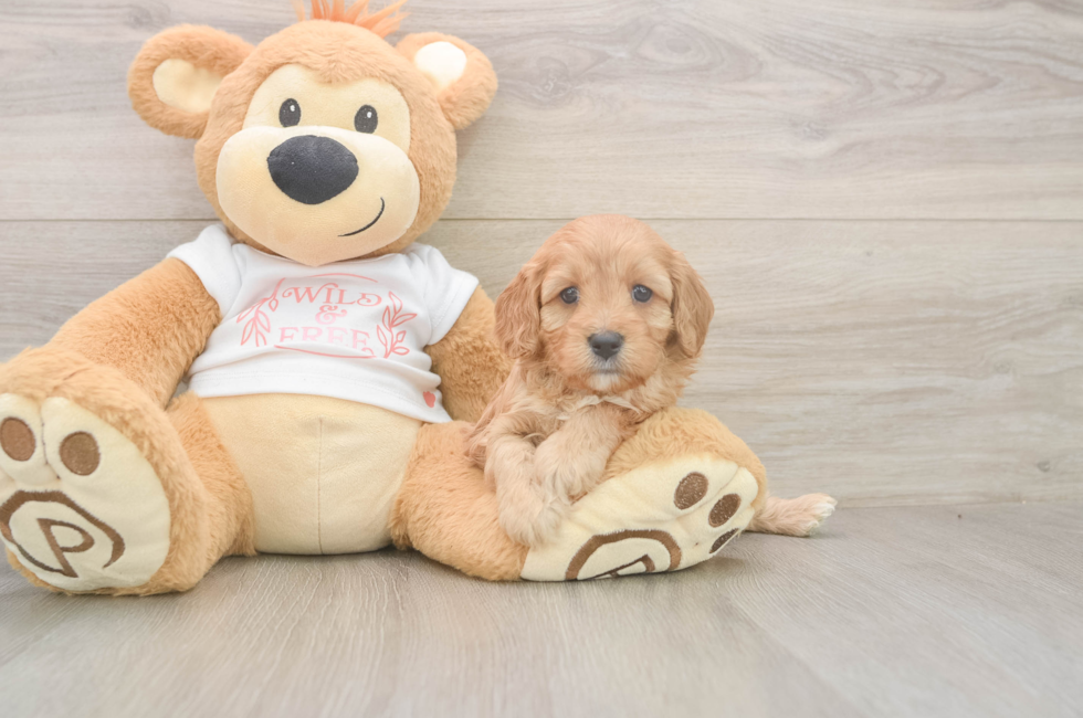 5 week old Cavapoo Puppy For Sale - Florida Fur Babies