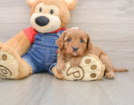 8 week old Cavapoo Puppy For Sale - Florida Fur Babies