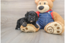 Cavapoo Puppy for Adoption