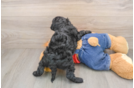 Adorable Cavalier King Charles Spaniel and Poodle Mix Poodle Mix Puppy