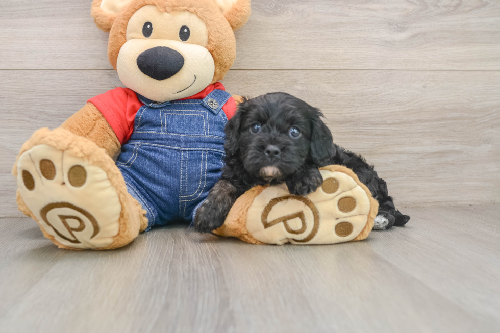 Cavapoo Pup Being Cute