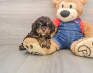 9 week old Cavapoo Puppy For Sale - Florida Fur Babies