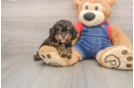 Best Cavapoo Baby
