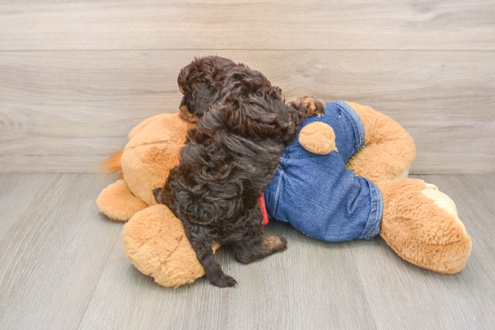 Cavapoo Pup Being Cute