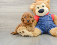 8 week old Cavapoo Puppy For Sale - Florida Fur Babies