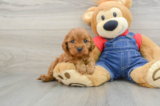 Energetic Cavoodle Poodle Mix Puppy