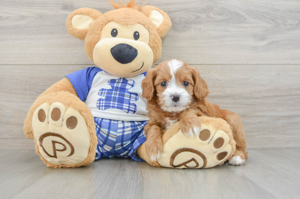6 week old Cavapoo Puppy For Sale - Florida Fur Babies