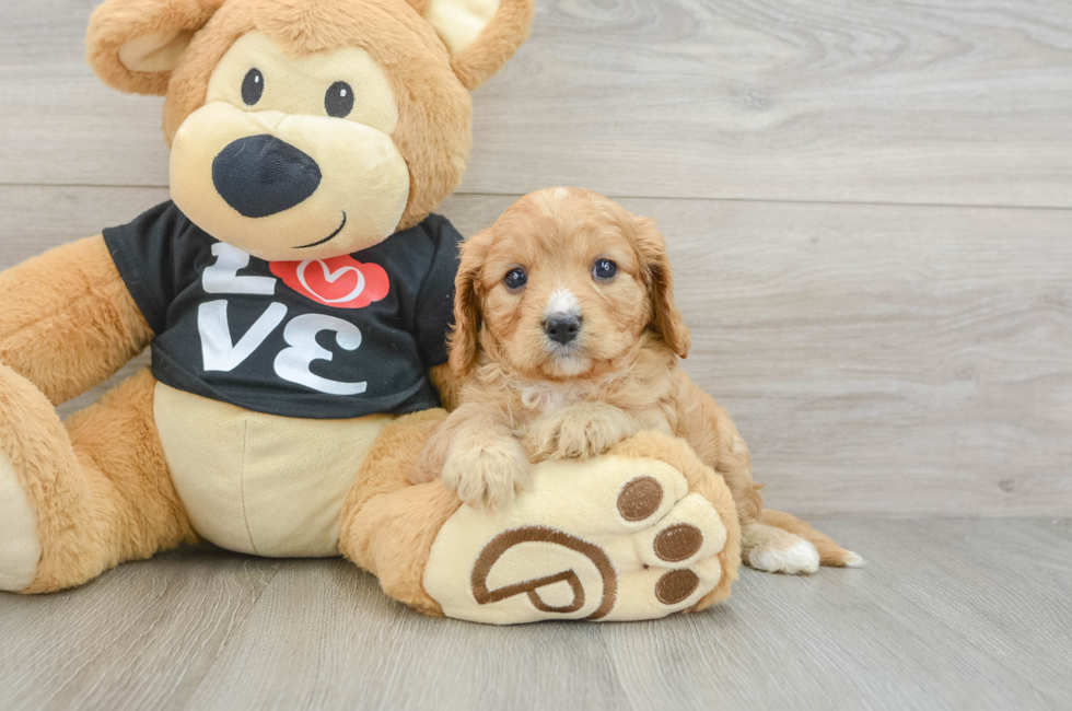 7 week old Cavapoo Puppy For Sale - Florida Fur Babies