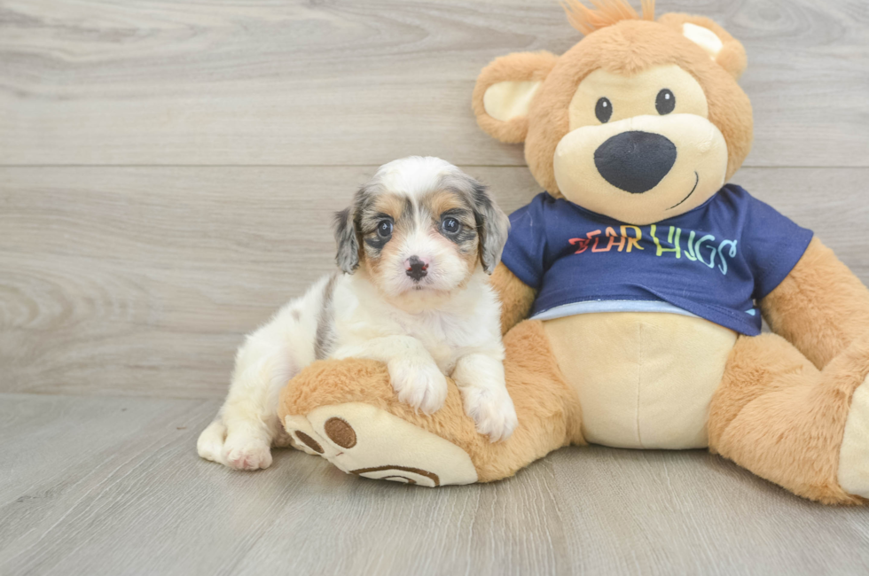 5 week old Cavapoo Puppy For Sale - Florida Fur Babies
