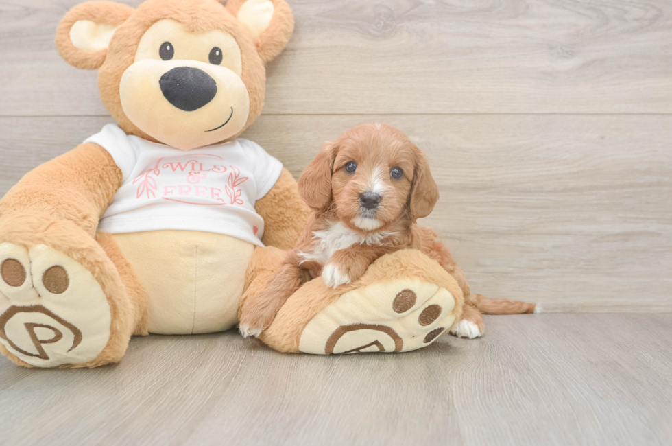 5 week old Cavapoo Puppy For Sale - Florida Fur Babies